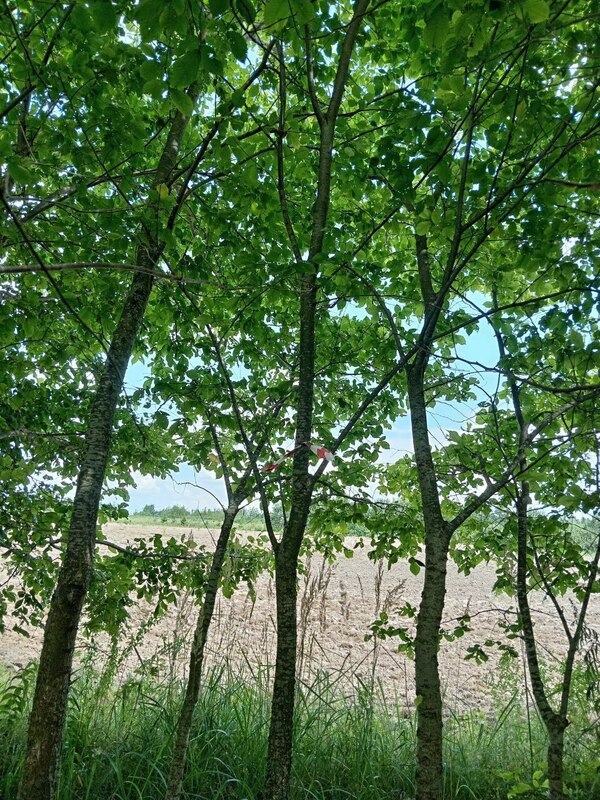 Вяз шершавый (Ulmus glabra)