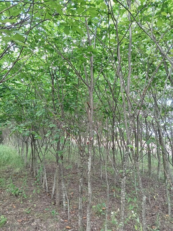 Вяз шершавый (Ulmus glabra)