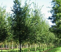 Вяз шершавый (Ulmus glabra)