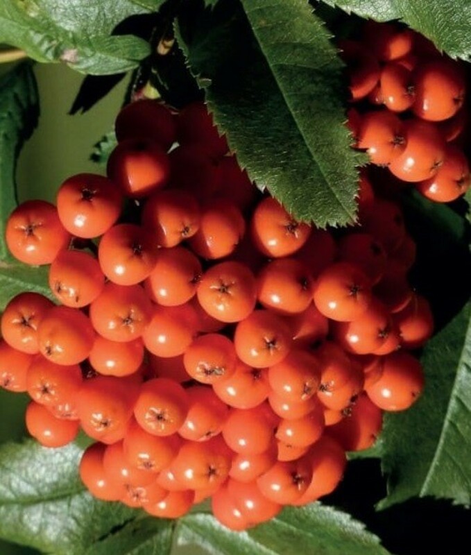 Рябина Красавица (Sorbus 'Krasavitsa')