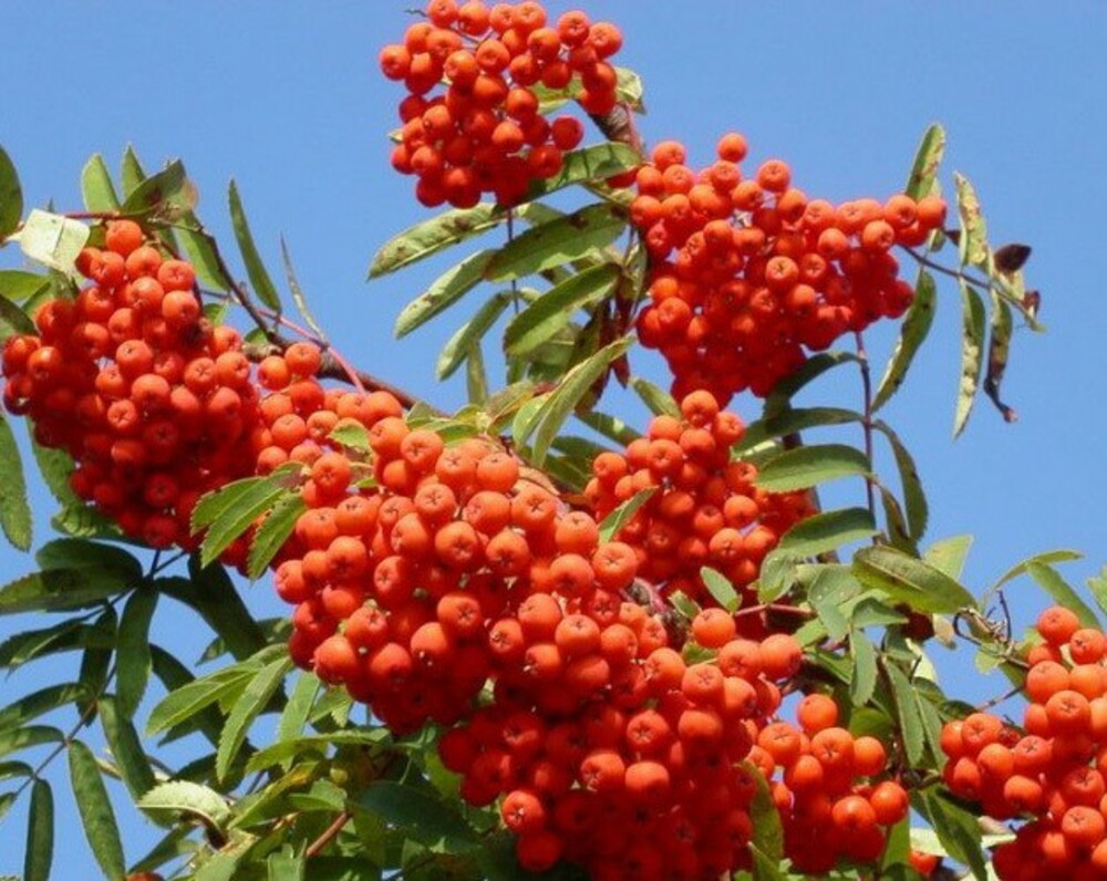 Рябина Красавица (Sorbus 'Krasavitsa')