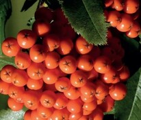 Рябина Красавица (Sorbus 'Krasavitsa')