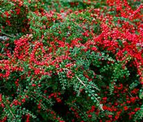 Кизильник горизонтальный (Cotoneaster horizontalis)