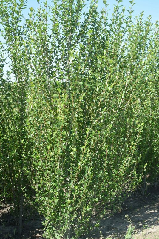 Тополь китайский Пирамидалис (Populus simonii 'Fastigiata')