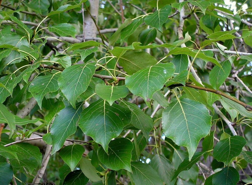 Тополь Китайский пирамидальный