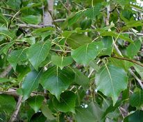 Тополь китайский Пирамидалис (Populus simonii 'Fastigiata')