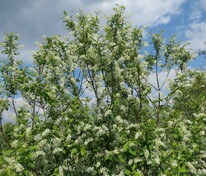 Черемуха Плотнокистная (Prunus padus 'Plotnokistnaya')