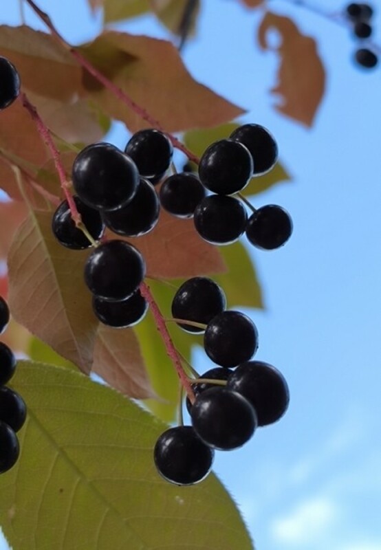 Черемуха "Поздняя радость"