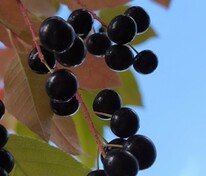 Черемуха Поздняя радость (Prunus padus 'Pozdnyaya Radost')