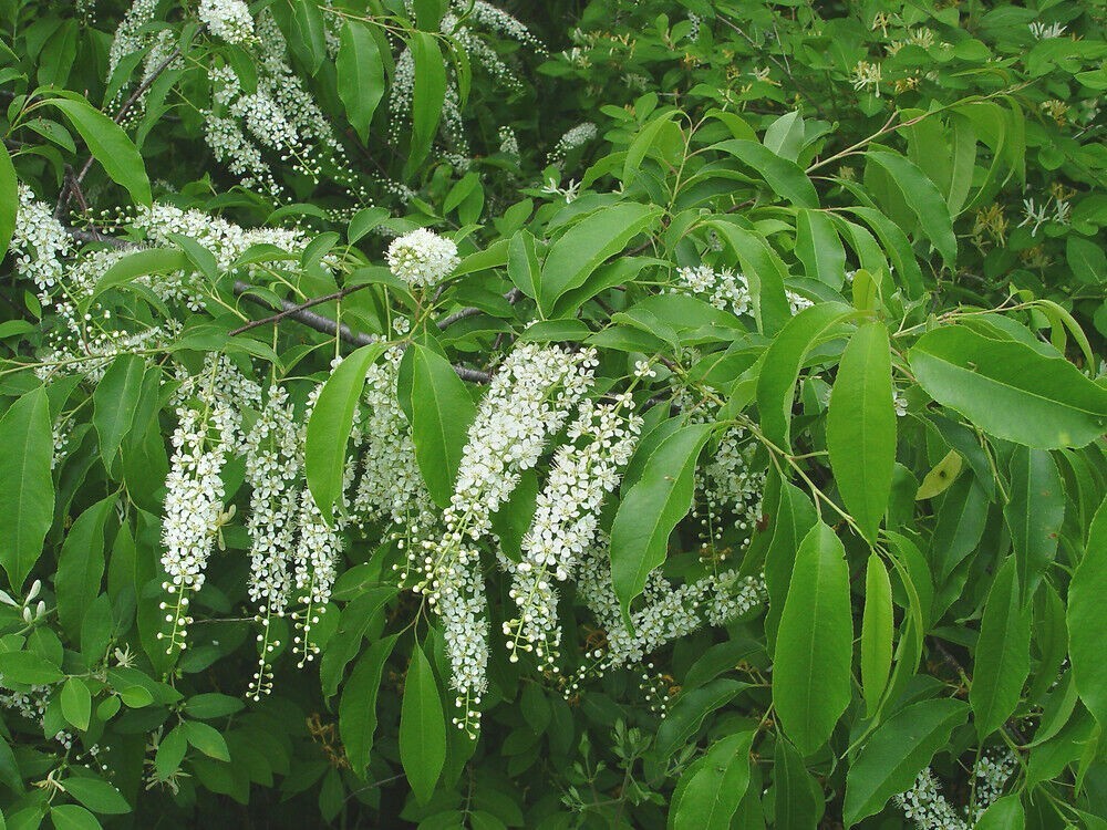 Черемуха поздняя (Prunus serotina)