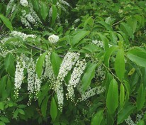 Черемуха поздняя (Prunus serotina)