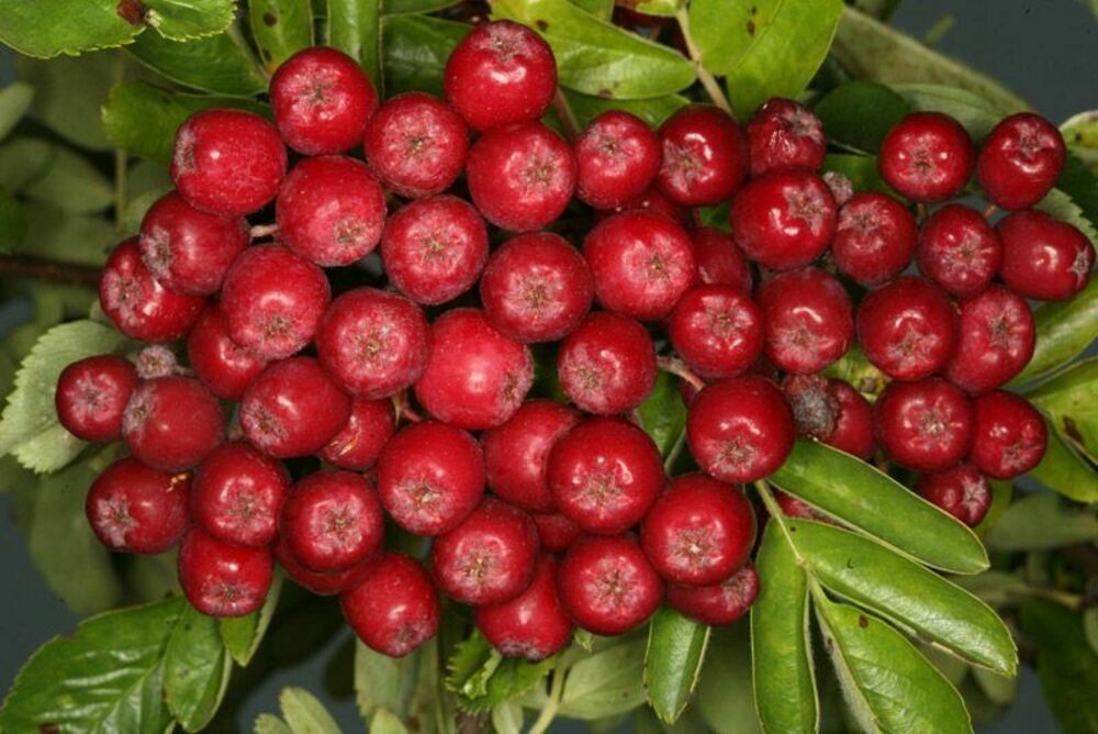 Рябина обыкновенная Рубиновая (Sorbus aucuparia 'Rubinovaya')