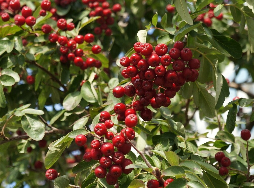 Рябина обыкновенная Рубиновая (Sorbus aucuparia 'Rubinovaya')