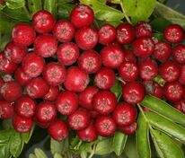 Рябина обыкновенная Рубиновая (Sorbus aucuparia 'Rubinovaya')