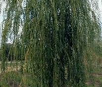 Ива белая "f. Vitellina Pendula" (ф. Вителлина Пендула)