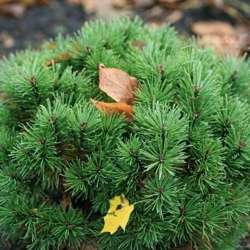 Сосна горная Алгау (Pinus mugo 'Allgau')