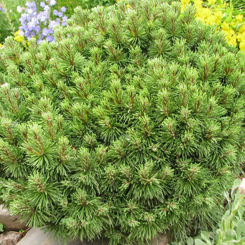 Сосна горная Алгау (Pinus mugo 'Allgau')