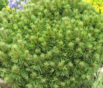 Сосна горная Алгау (Pinus mugo 'Allgau')