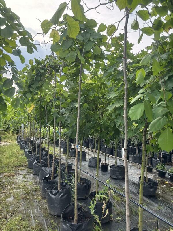 Вяз шершавый Кампердоуни (Ulmus glabra 'Camperdownii')