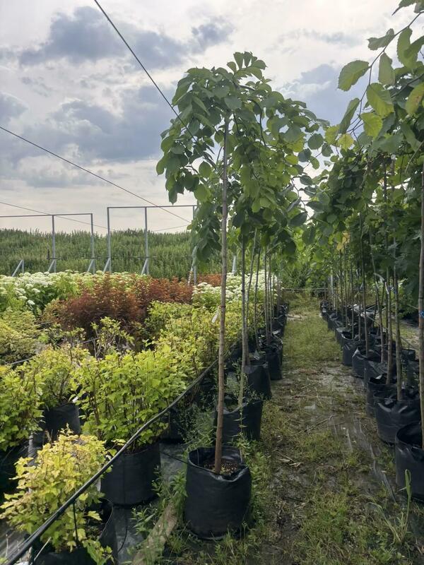 Вяз шершавый Кампердоуни (Ulmus glabra 'Camperdownii')