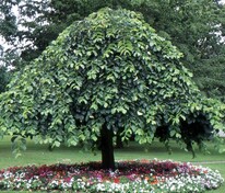 Вяз шершавый Кампердоуни (Ulmus glabra 'Camperdownii')