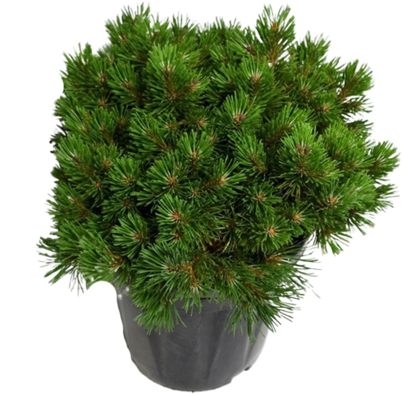 Сосна горная Грюн Велле (Pinus mugo 'Grune Welle')