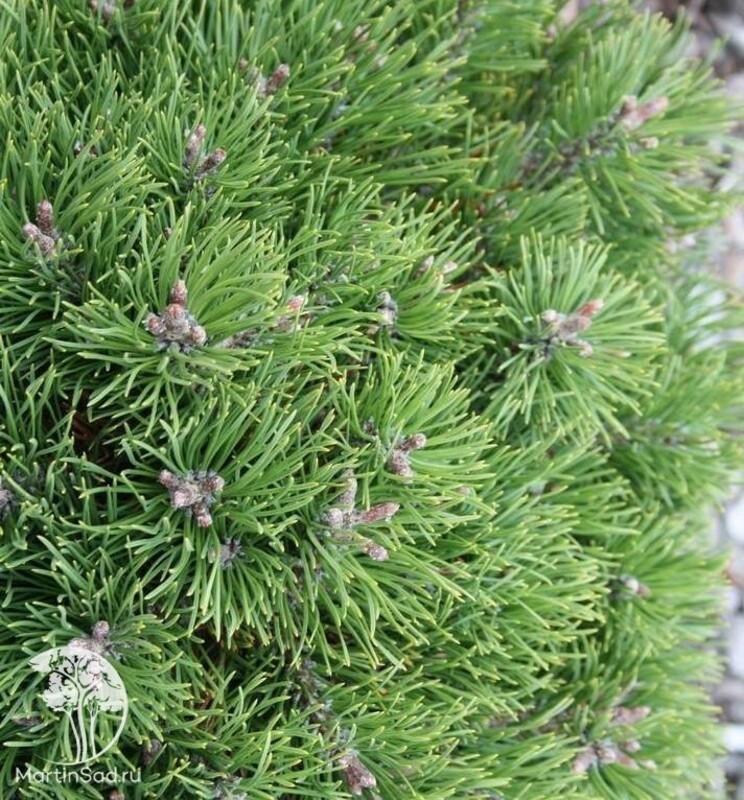 Сосна горная Грюн Велле (Pinus mugo 'Grune Welle')