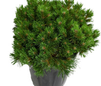 Сосна горная 'Grune Welle' (Грюн Велл)