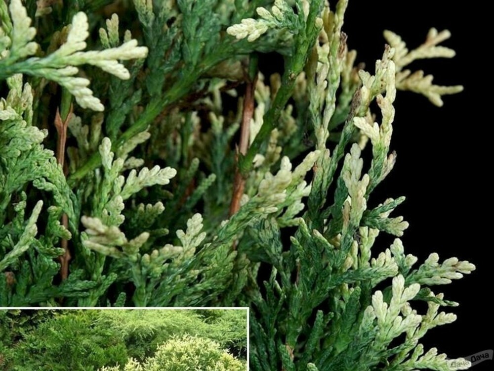 Туя западная Голден Перл (Thuja occidentalis 'Golden Pearl')