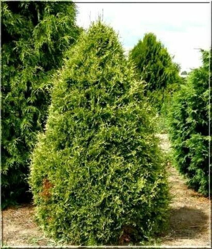 Туя западная Голден Перл (Thuja occidentalis 'Golden Pearl')