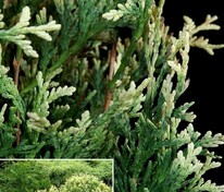 Туя западная Голден Перл (Thuja occidentalis 'Golden Pearl')