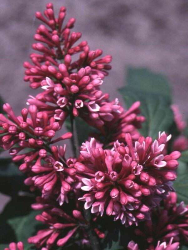 Сирень Престон Редвайн (Syringa x prestoniae 'Redwine')