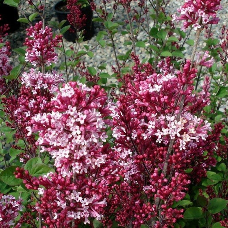 Сирень Престон Редвайн (Syringa x prestoniae 'Redwine')