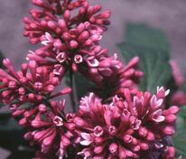 Сирень Престон Редвайн (Syringa x prestoniae 'Redwine')