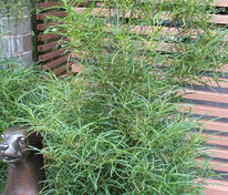 Крушина ломкая Файн Лайн (Frangula alnus 'Fine Line')