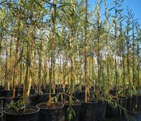 Ива Памяти Шабурова (Salix 'Pamjati Shaburova')