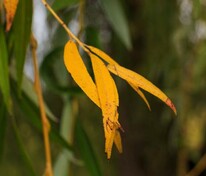 Ива гибридная (Salix hybrida) оранжевокорая плакучая