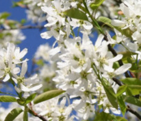 Ирга Ламарка Балерина (Amelanchier lamarckii 'Ballerina')