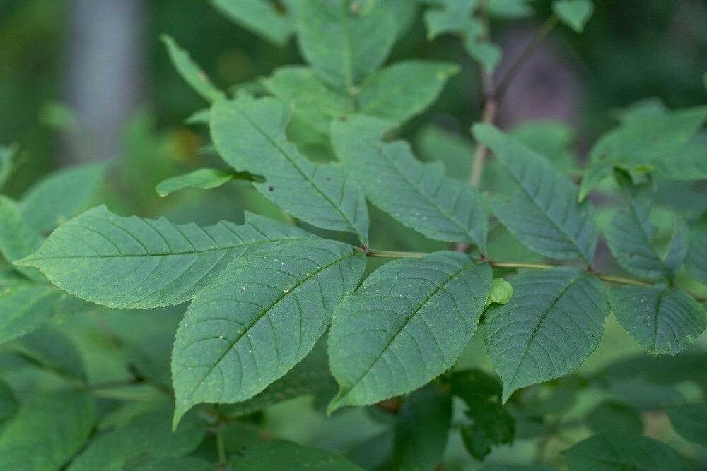 Ясень маньчжурский (Fraxinus mandshurica)