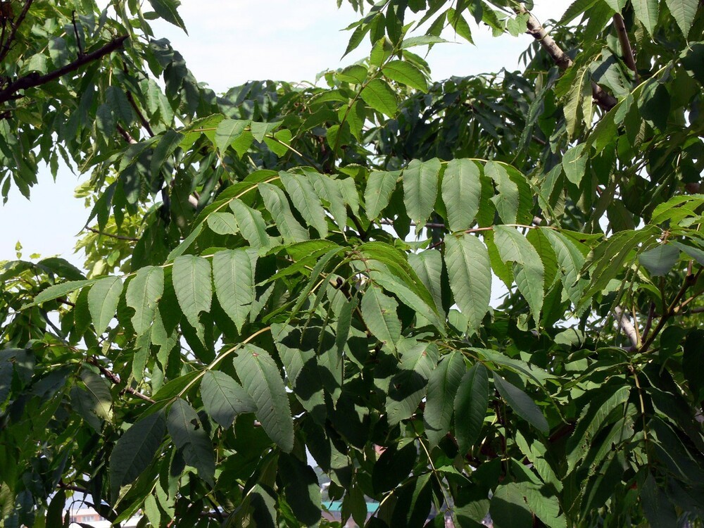 Ясень маньчжурский (Fraxinus mandshurica)