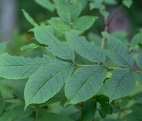 Ясень маньчжурский (Fraxinus mandshurica)