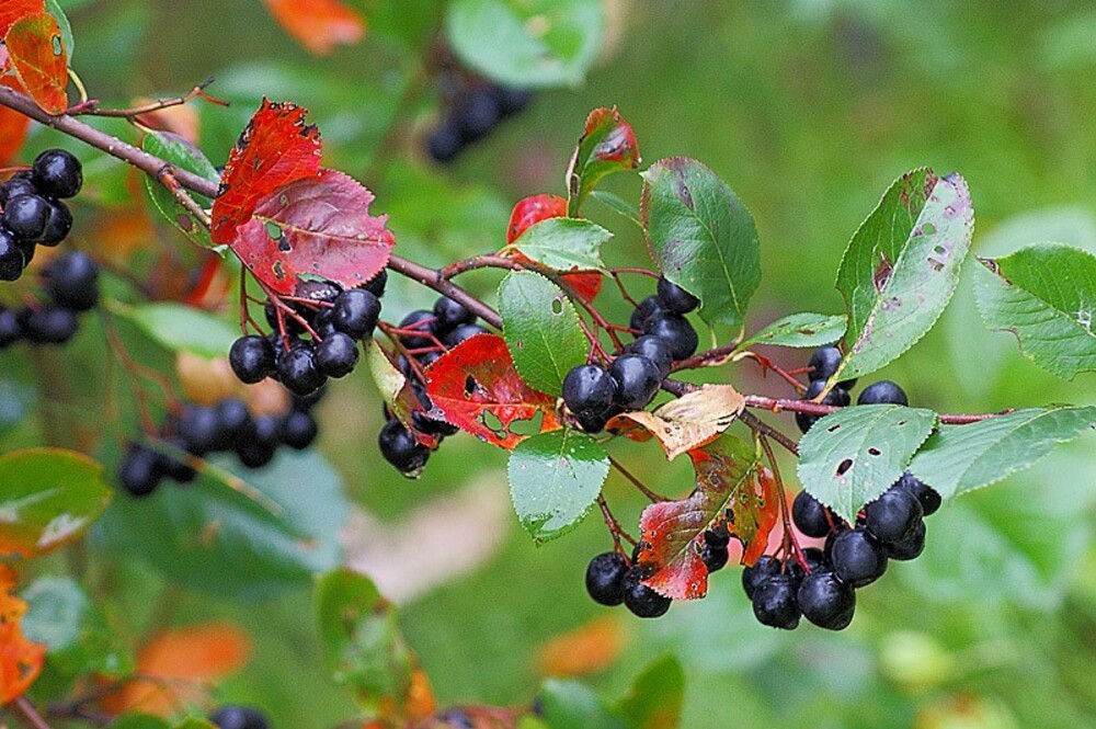 Арония Мичурина (Aronia mitschurinii)
