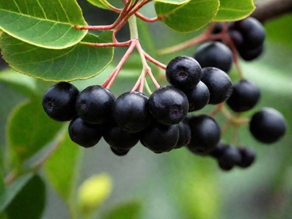 Арония Мичурина (Aronia mitschurinii)