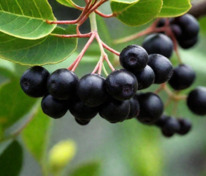 Арония Мичурина (Aronia mitschurinii)