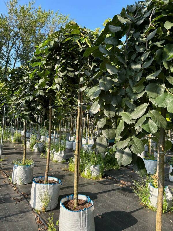 Вяз шершавый Пендула (Ulmus glabra 'Pendula')