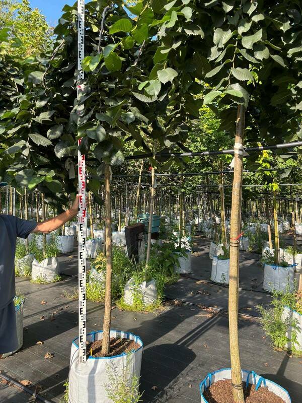 Вяз шершавый Пендула (Ulmus glabra 'Pendula')