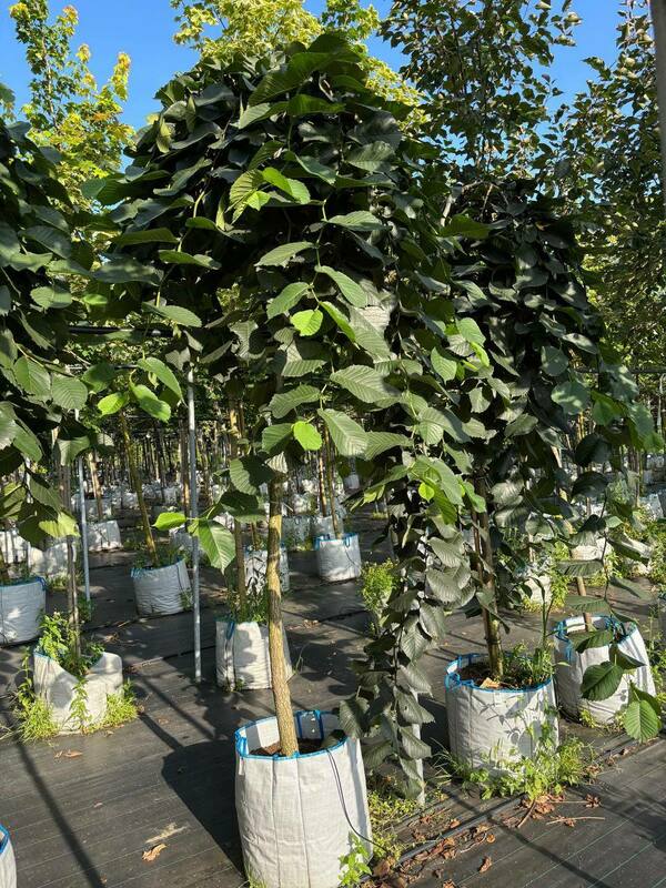 Вяз шершавый Пендула (Ulmus glabra 'Pendula')