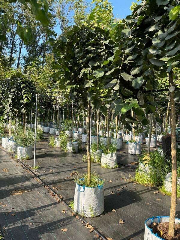 Вяз шершавый Пендула (Ulmus glabra 'Pendula')