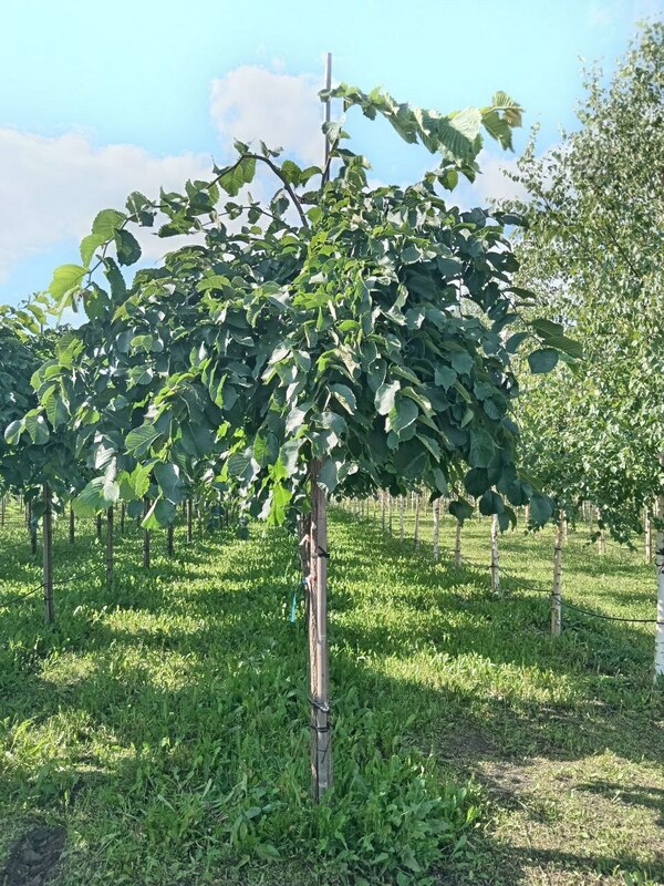 Вяз шершавый Пендула (Ulmus glabra 'Pendula')