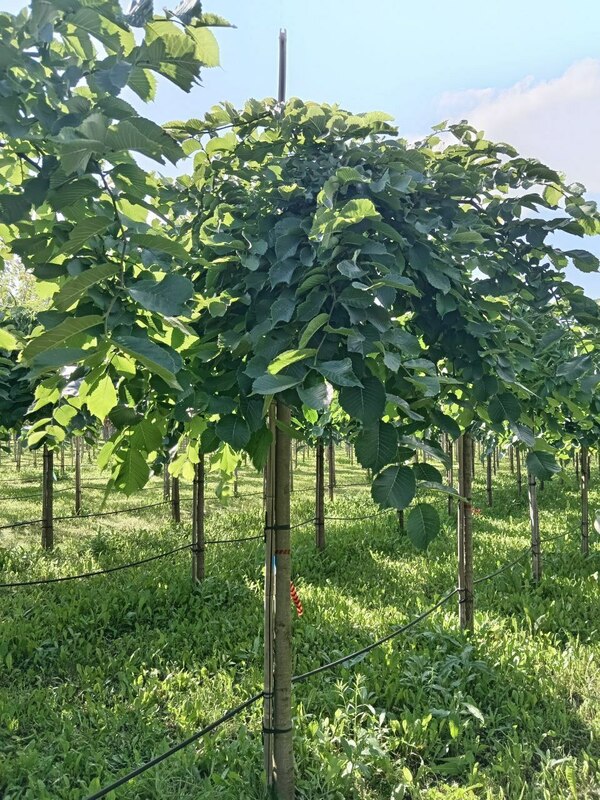 Вяз шершавый Пендула (Ulmus glabra 'Pendula')